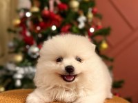 Kızımız acil sahiplendirilecek pomeranian