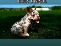 Lilac merle tan isabella carrier köpeğimiz