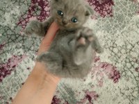 Safkan kaliteli blue ve bluepoint british shorthair yavrular