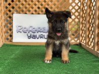 Alman Kurdu Köpeği Yavruları