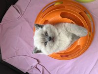 British shorthair kardeşler