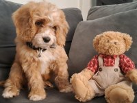 Sevimli Maltipoo Yavrusu Yuva Arıyor