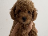 Tuvalet Eğitimli Toy Poodle Yavrularım - Her Renkten
