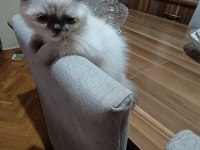 Scottish Fold Kızımız Yeni Yuvasını Bekliyor
