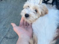Terrier güzel yavrularımız