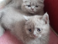 Yavrularım erkek dişi british shorthair
