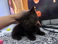 Siyah British shorthair