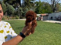 Kore toy poodle bebeklerimiz