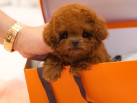 Wc Eğitimli Super Zeki Toy Poodle Bebeklerimiz
