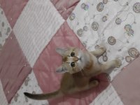 Golden British Shorthair