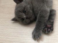 Gri british shorthair