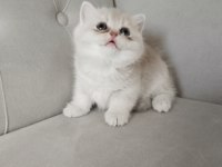 British shorthair golden cy ve ay yavrularım karşınızda