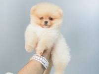 Pomeranian Boo
