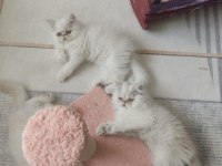 Minik yavrular yeni yuvalarını bekliyor