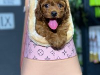 Maltipoo Yavrularımız