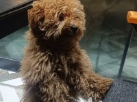Toy poodle köpekler