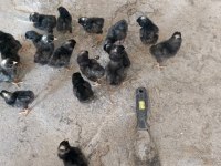 Tavuk civcivi bulunur 20 adete kadar