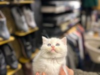 british shorthair ve scottish fold yavrularımız