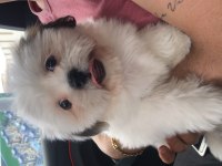 Tatlış shih tzu