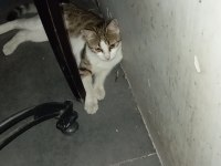 Ücretsiz kedimizi sahiplendirme