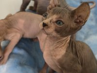 Naked Beauty Sphynx Cattery Kedimiz