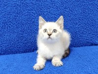LYNX POİNT PONÇİK YENİ YUVALARINA GİTMEYE HAZIR