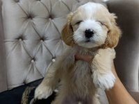 Sevimli maltipoo bebekler