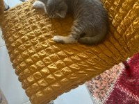 YAVRU KEDİLERİMİZ - ANNE RUS BABA SCOTTİSH FOLD