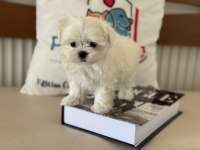 Tea cup kore kan maltese petmode de canlı görün
