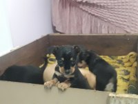 Yavru pinscher köpekler