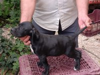 Pointer yavru köpekler