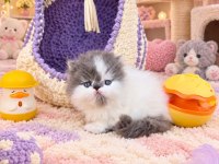 Safkan blue white pure persian yavrumuz