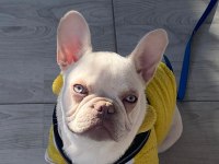 French bulldog 7-8 aylık aşılı erkek
