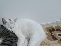 Kedimiz Maysa Kızıma Yuva Arıyorum