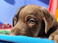 ÜRETİCİDEN A PLUS KALİTE LABRADOR YAVRULAR