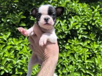 Çok Sevimli ve Oyuncu French Bulldog Yavrularım