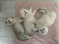 Teslime hazır scottish fold yavrularımız