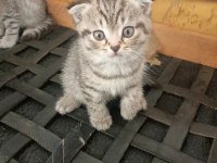 16 nisan doğumlu yavrular scottish fold