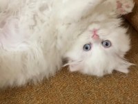 Beyaz British Longhair