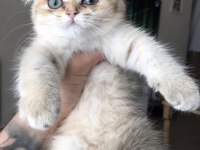 Safkan british shorthair