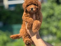 Toy Poodle Bebek Köpekler