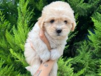 Orijinal Maltipoo Yavrular Randevu Alarak Bakabilirsiniz