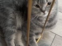 Scottish fold kedimiz