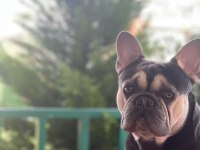 Benim adım Taysın french bulldog