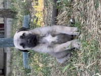 40 günlük sağlıklı yavru köpekler