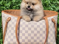 Teddy Bear Pomeranian