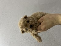 Micro Toy Poodle Tr