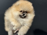 Ankarada ziyarete açık pomeranian yavrular