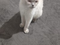 Taşınacağım için kedimi acilen sahiplendirme istiyorum