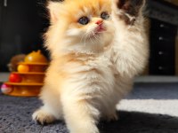 Full şecereli dişi british longhair yavru